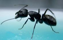 Camponotus japonicus - Trang [1] - Thế giới kiến thức bách khoa